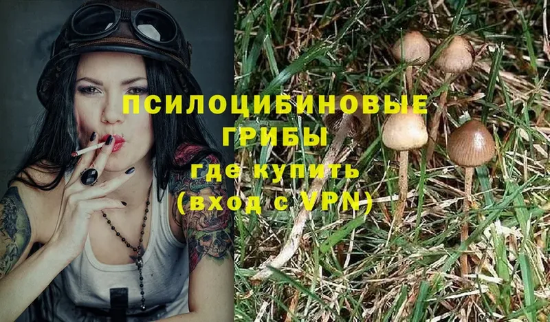 Галлюциногенные грибы Psilocybe  blacksprut зеркало  Азнакаево 